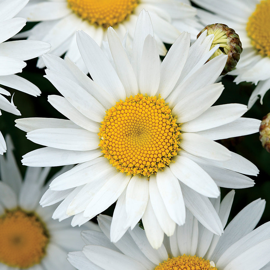 Leucanthemum Madonna