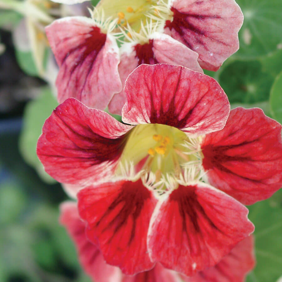 Chameleon Nasturtium Seeds