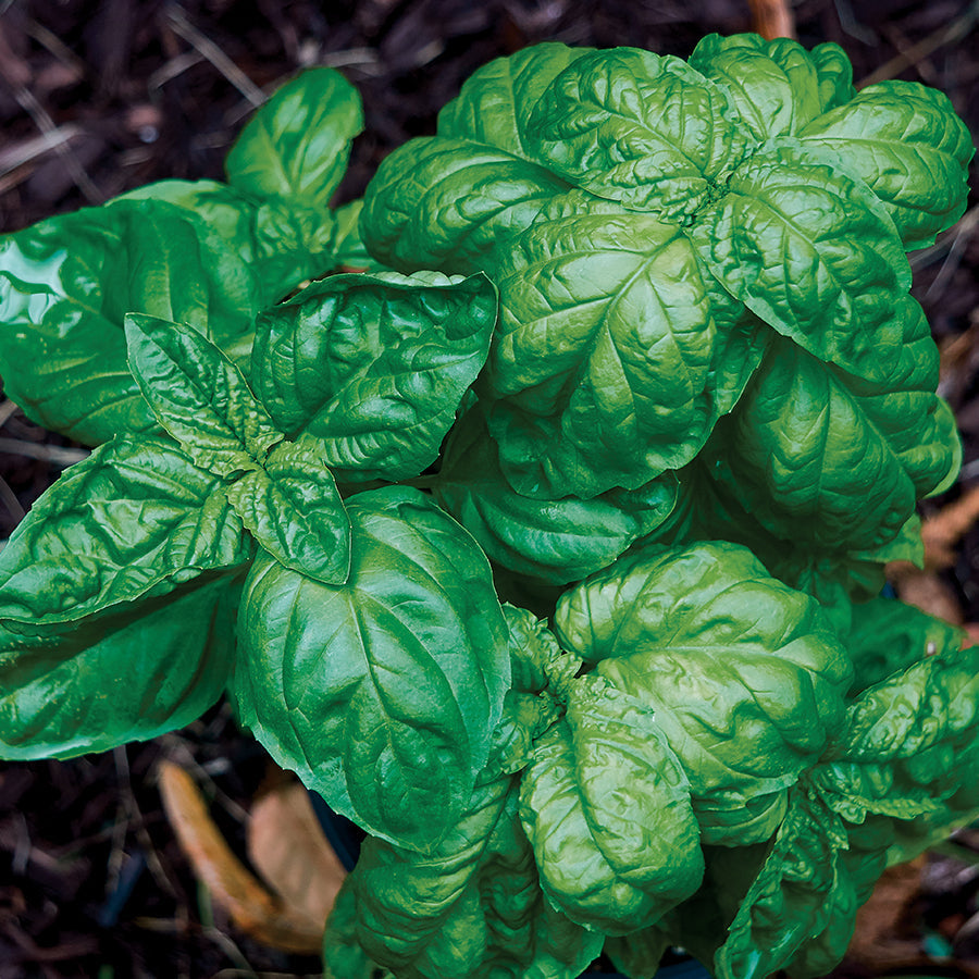 Organic Basil Emily