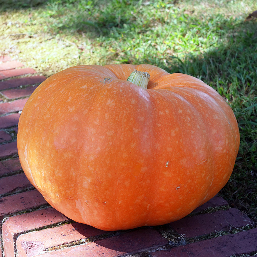 Cinderellas Carriage Hybrid Pumpkin Seeds