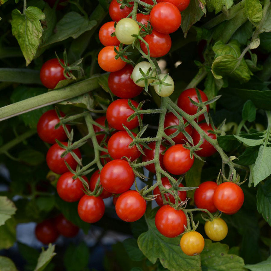 Candyland Red Hybrid Tomato Seeds