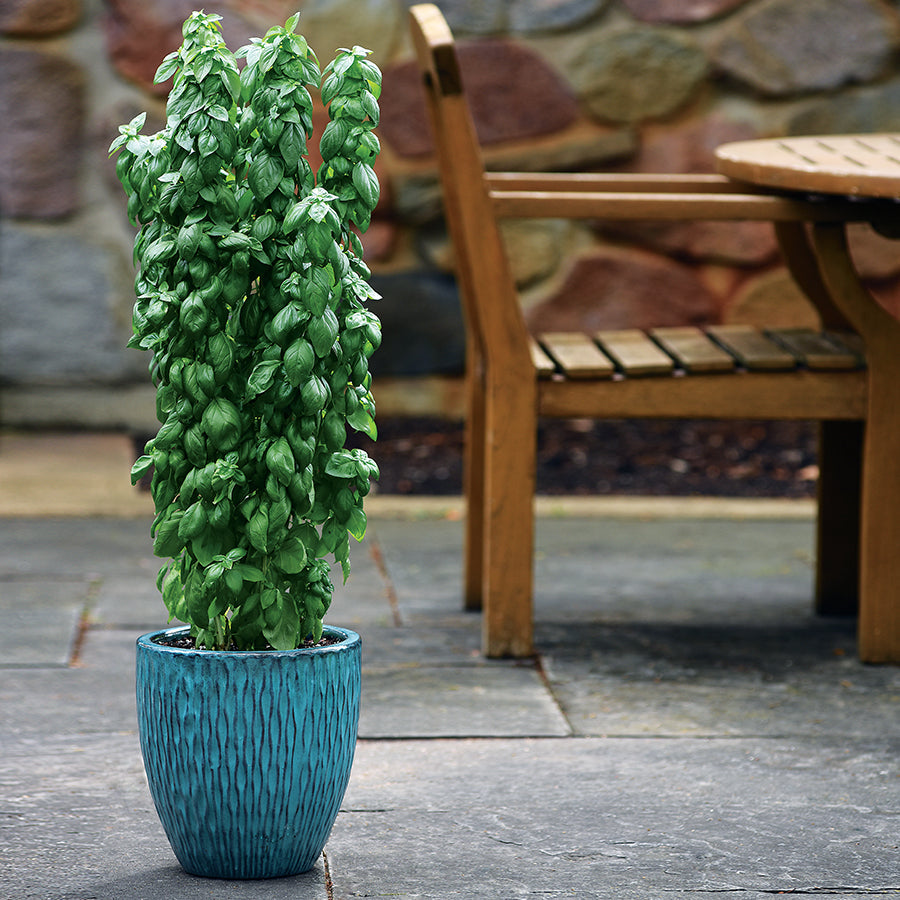 Basil Everleaf Emerald Towers