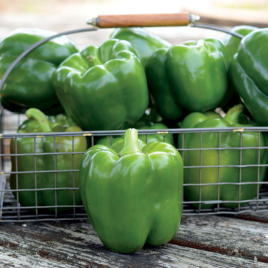 Parks Whopper II Hybrid Bell Pepper Seeds