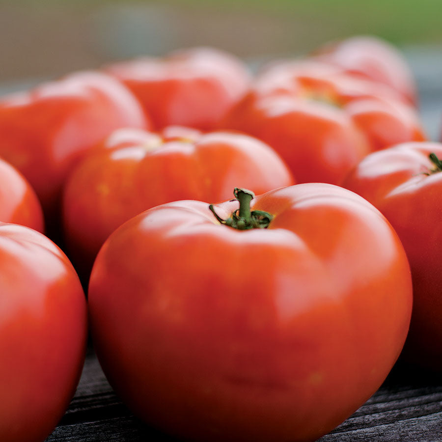 Parks Legacy Tomato Seeds