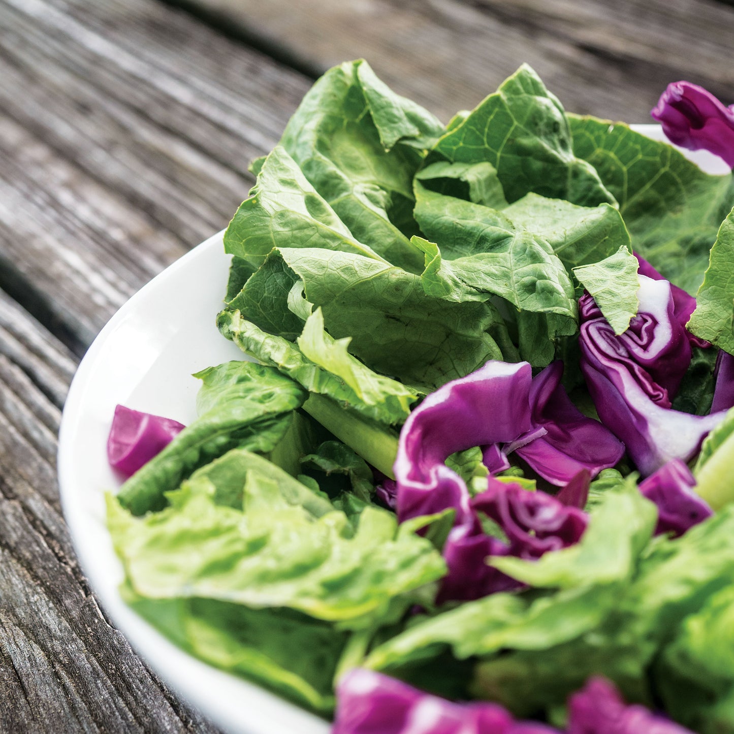 Parks Italian Salad Mix Seeds