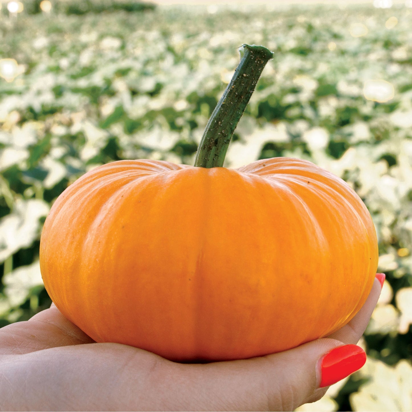 Bumpkin Hybrid seeds