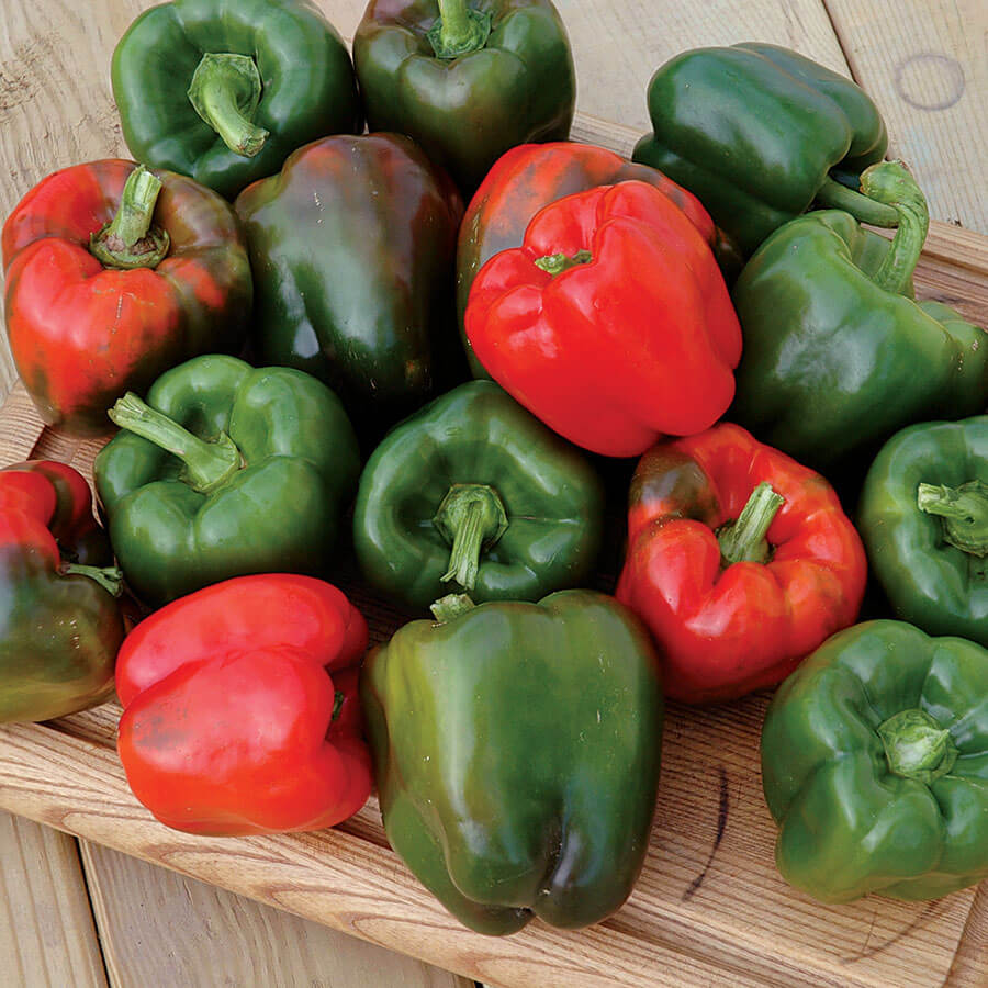 Karisma Pepper Seeds