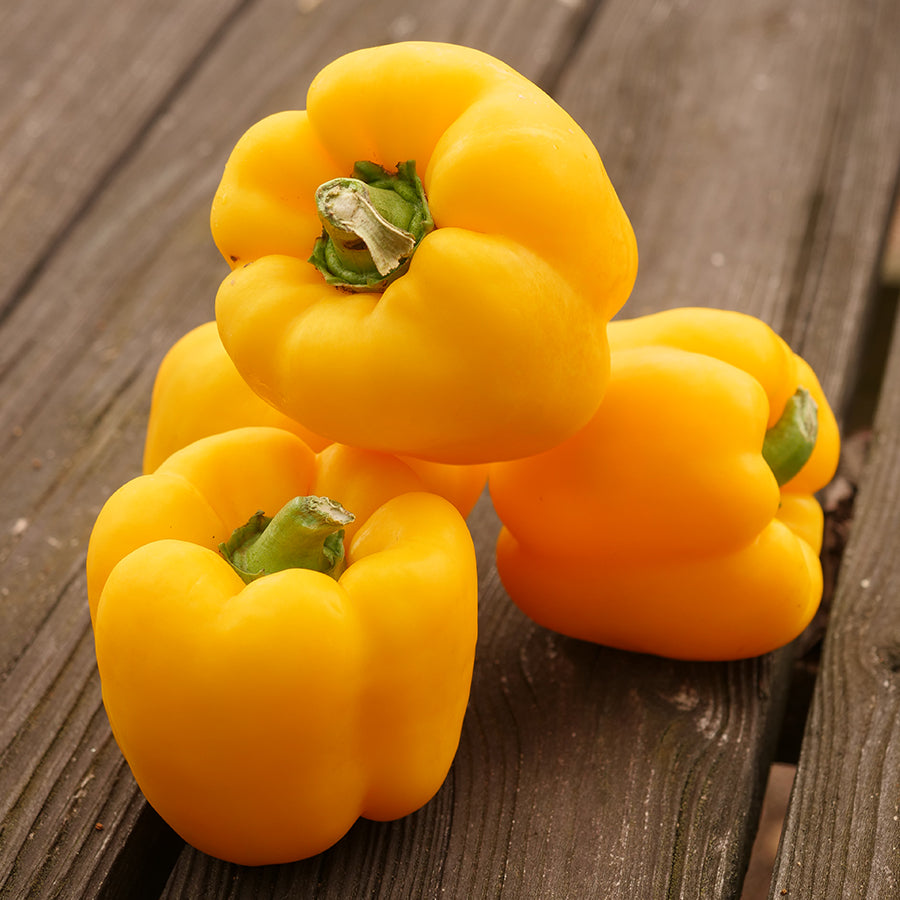 Parks Whopper Hybrid Yellow Bell Pepper