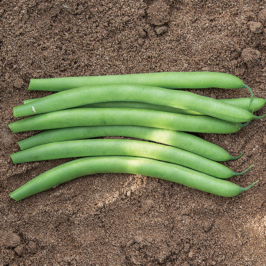 Antigua Organic Bush Bean Seeds (M) 1/4 lb