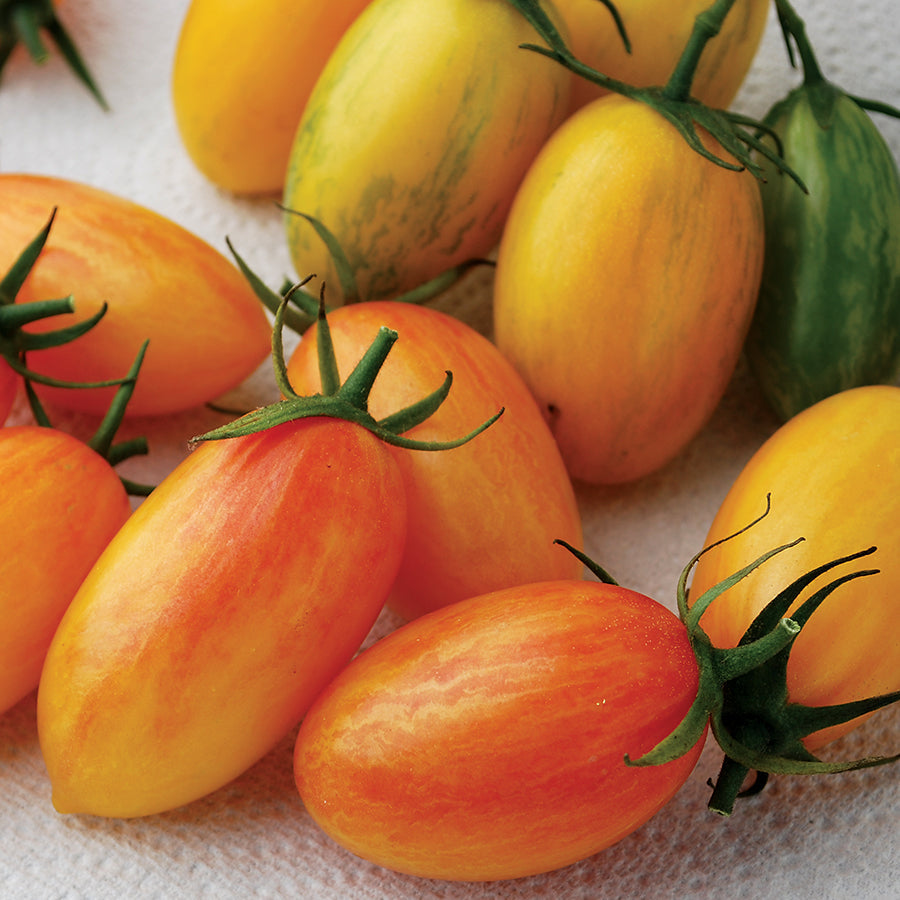 Artisan™ Blush Organic Hybrid Tomato Seeds