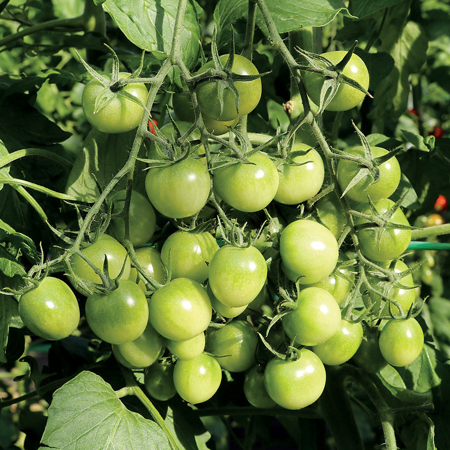 Tomato Sungreen
