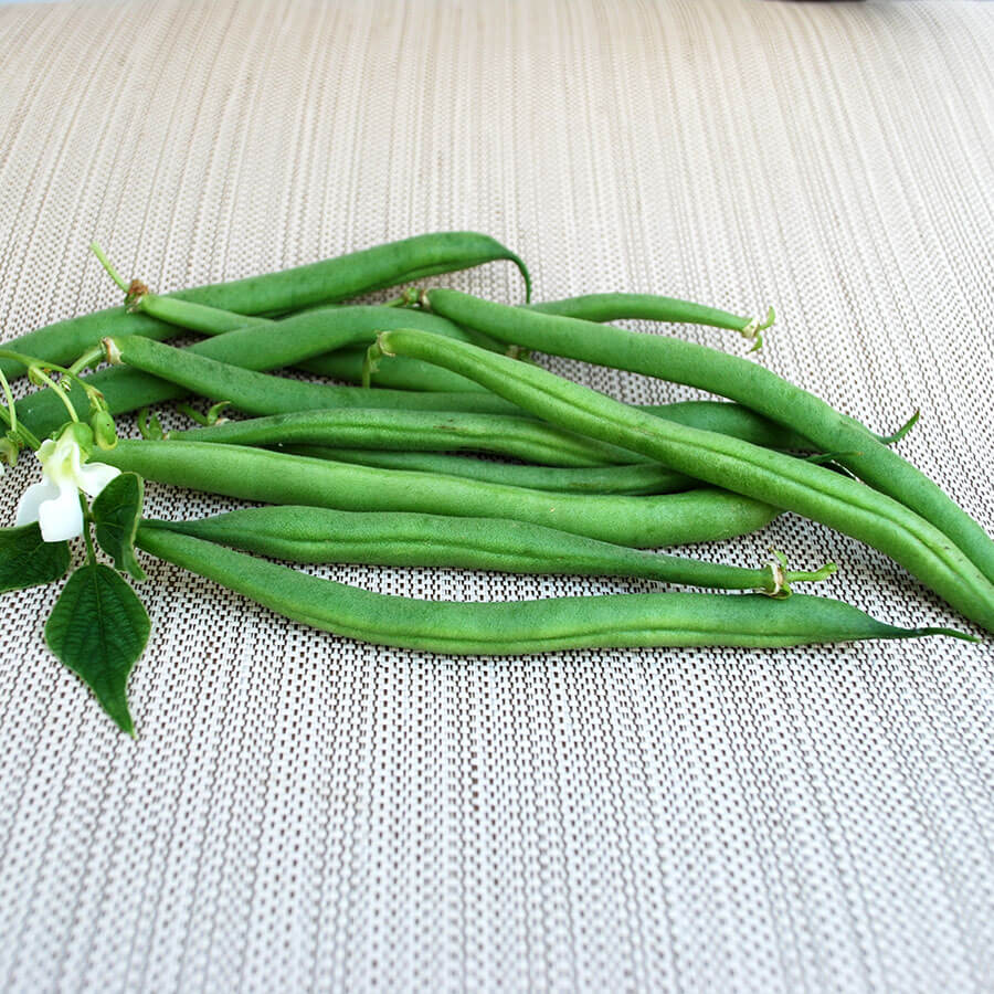 Derby Green Organic Bush Bean Seeds