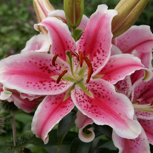 Lily Stargazer Bulbs