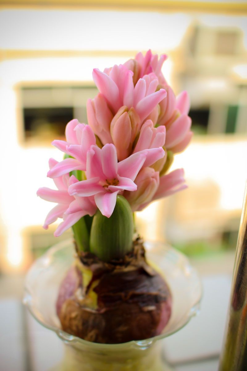 Spectacular Purple Hyacinth Bulbs Weeding Perennial Ornamental Hyacinth Seeds Garden Plants Home Balcony Bonsai