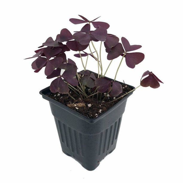 Purple Rain Oxalis Bulbs Wood Sorrel Shamrock Perennial Growing Bonsai Roots Rhizomes Corms Tubers Potted Planting Reblooming Fragrant Garden Species Blooms Flower Seeds Plant Gardening