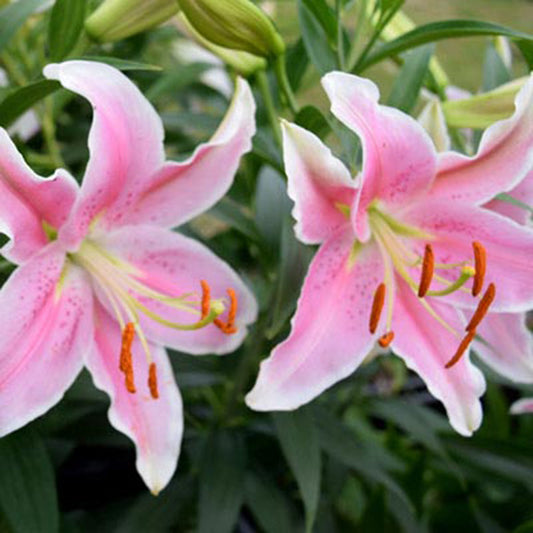 Lily Sorbonne Bulbs