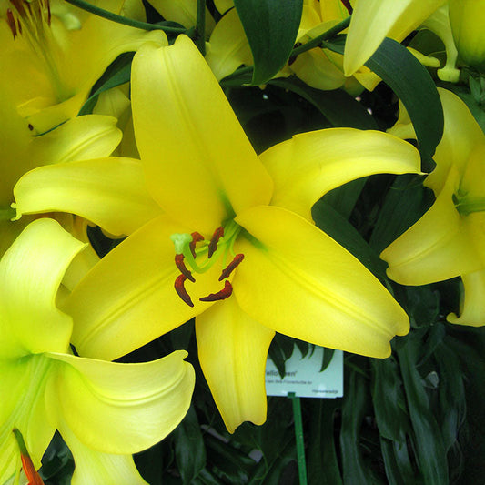 Lily Yelloween Bulbs
