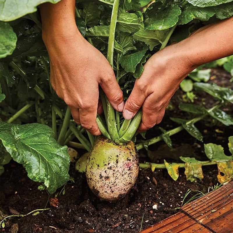 Watermelon Radish Seeds