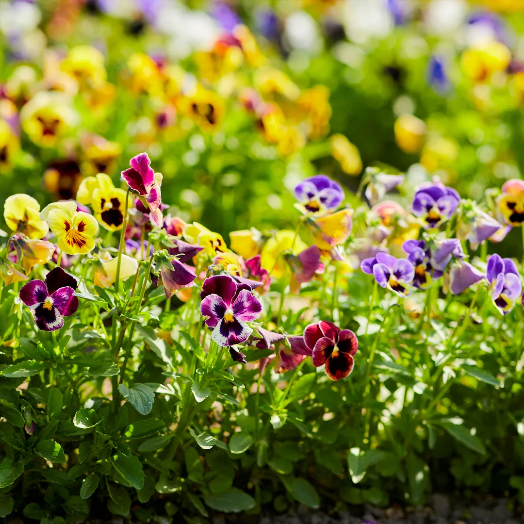 Mix Pansy Seeds