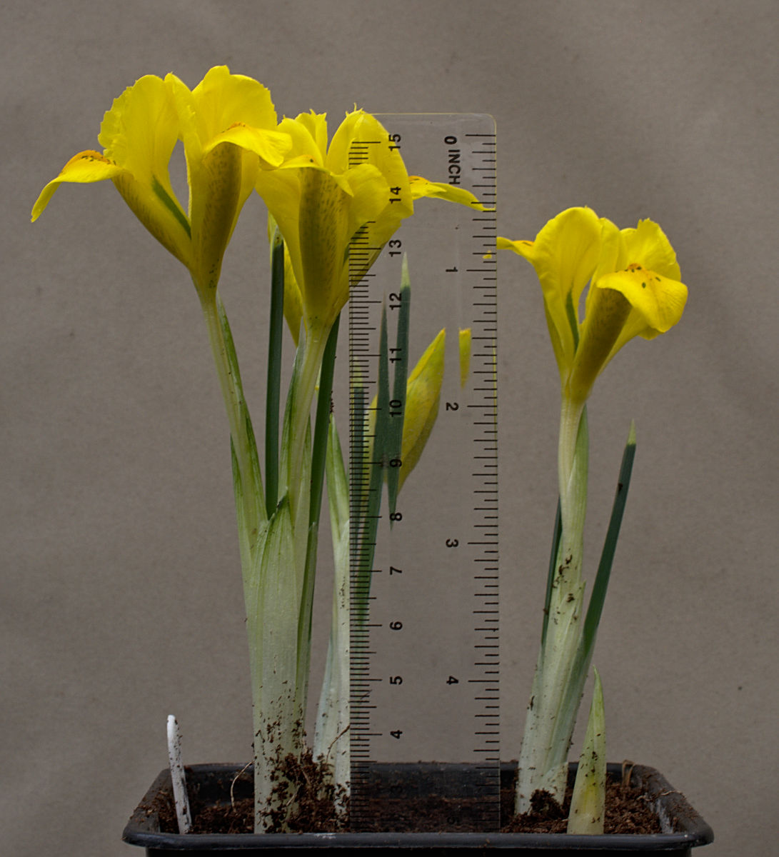 Reticulata Irises Iris Reticulata Var Bakeriana Bearded Iris Species Growing Bonsai Bulbs Roots Rhizomes Corms Tubers Potted Planting Reblooming Fragrant Garden Flower Seeds Plant