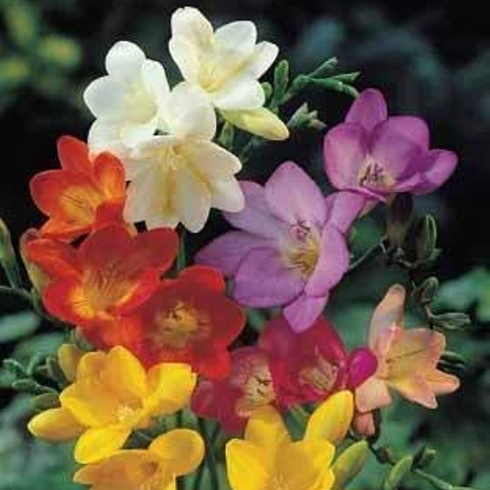 Single Blend Freesia Bulbs Growing Bonsai Roots Rhizomes Corms Tubers Potted Planting Reblooming Fragrant Garden Species Blooms Flower Seeds Plant Gardening