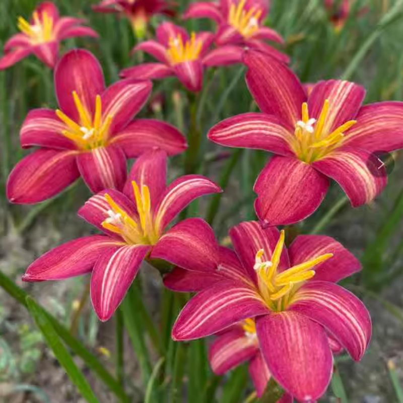 Rain Lily Bulbs/Cut Flower/Perennial/Rain Lily Bulbs For Planting/Long Flowering Time Healthy/Rain lily live plant
