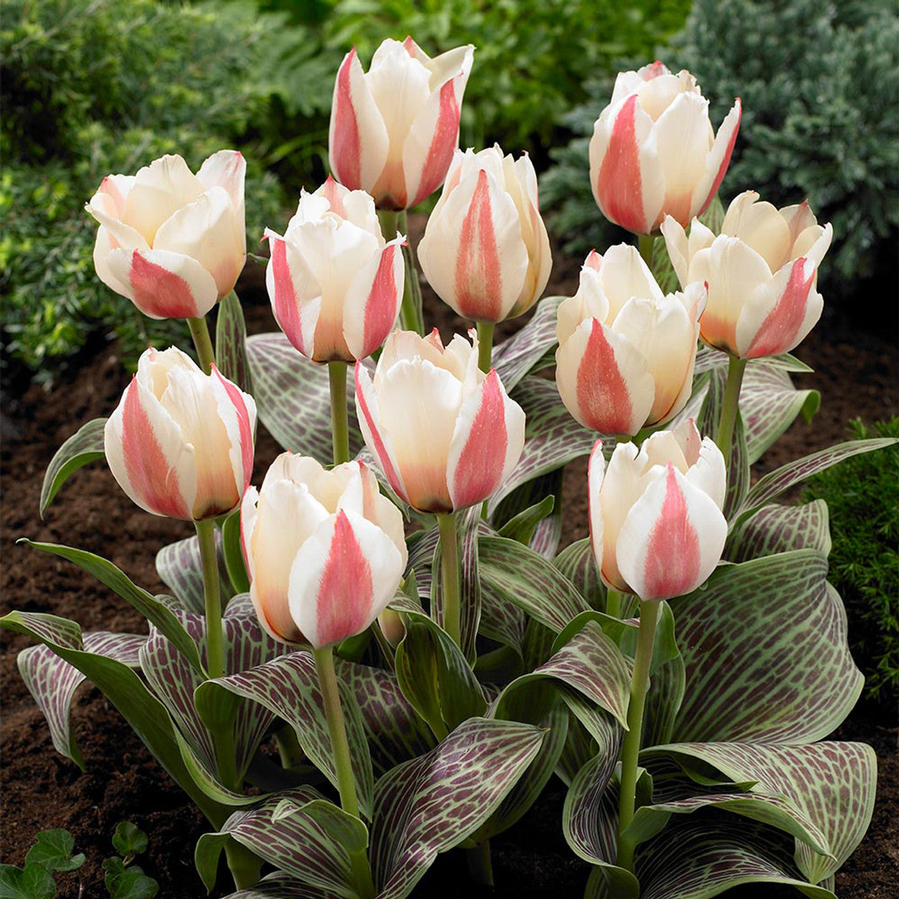 60 Tulip Greigii Collection Bulbs Blooms Species Growing Bonsai Roots Rhizomes Corms Tubers Potted Planting Reblooming Fragrant Garden Flower Seeds Plant