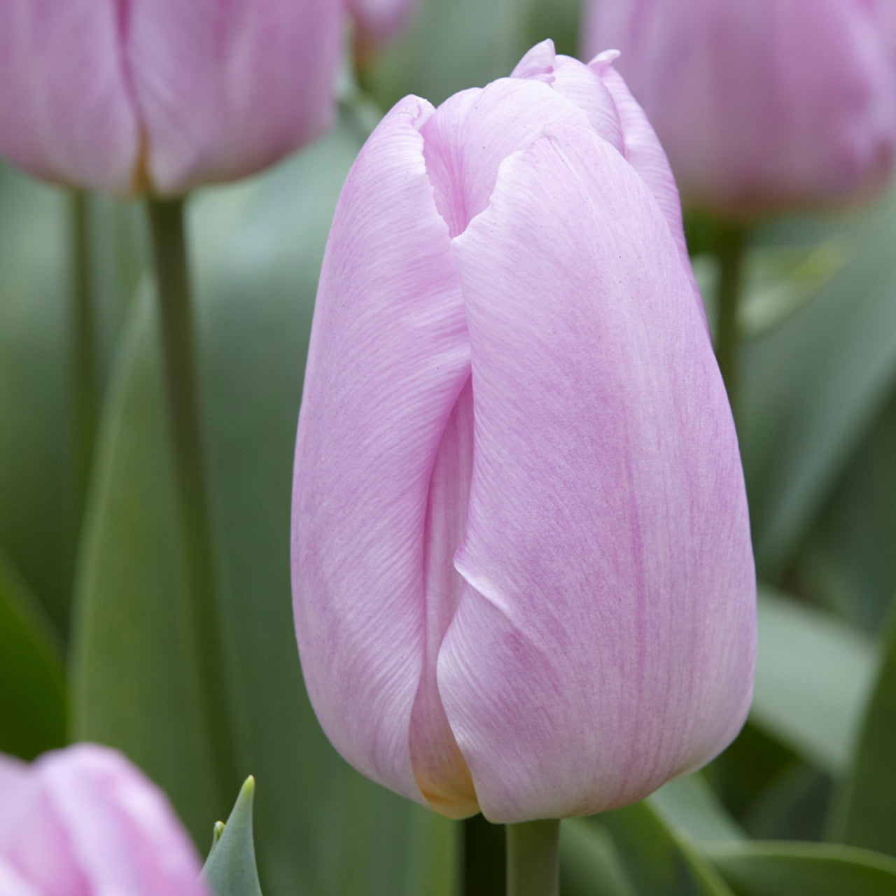 60 Tulip Prince Collection Bulbs Blooms Species Growing Bonsai Roots Rhizomes Corms Tubers Potted Planting Reblooming Fragrant Garden Flower Seeds Plant