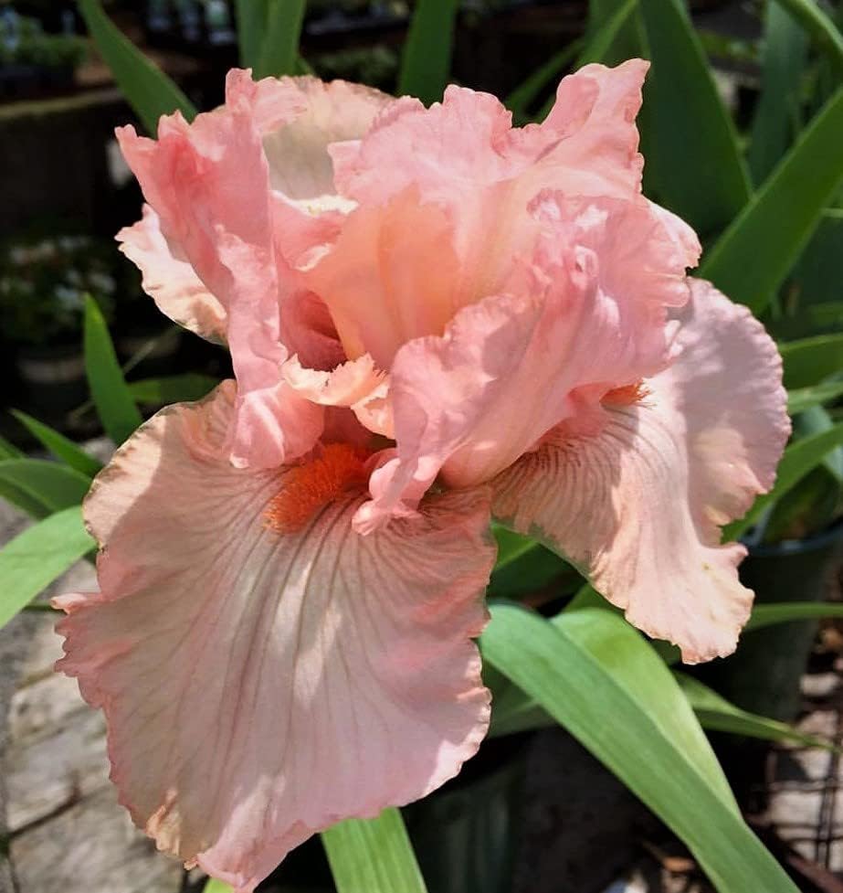 Lotus Land Bearded Iris Flower Bulb - Attracts Butterflies and Hummingbirds - Deer Resistant - Good as Cut Flowers - Naturalizing - Perennializing