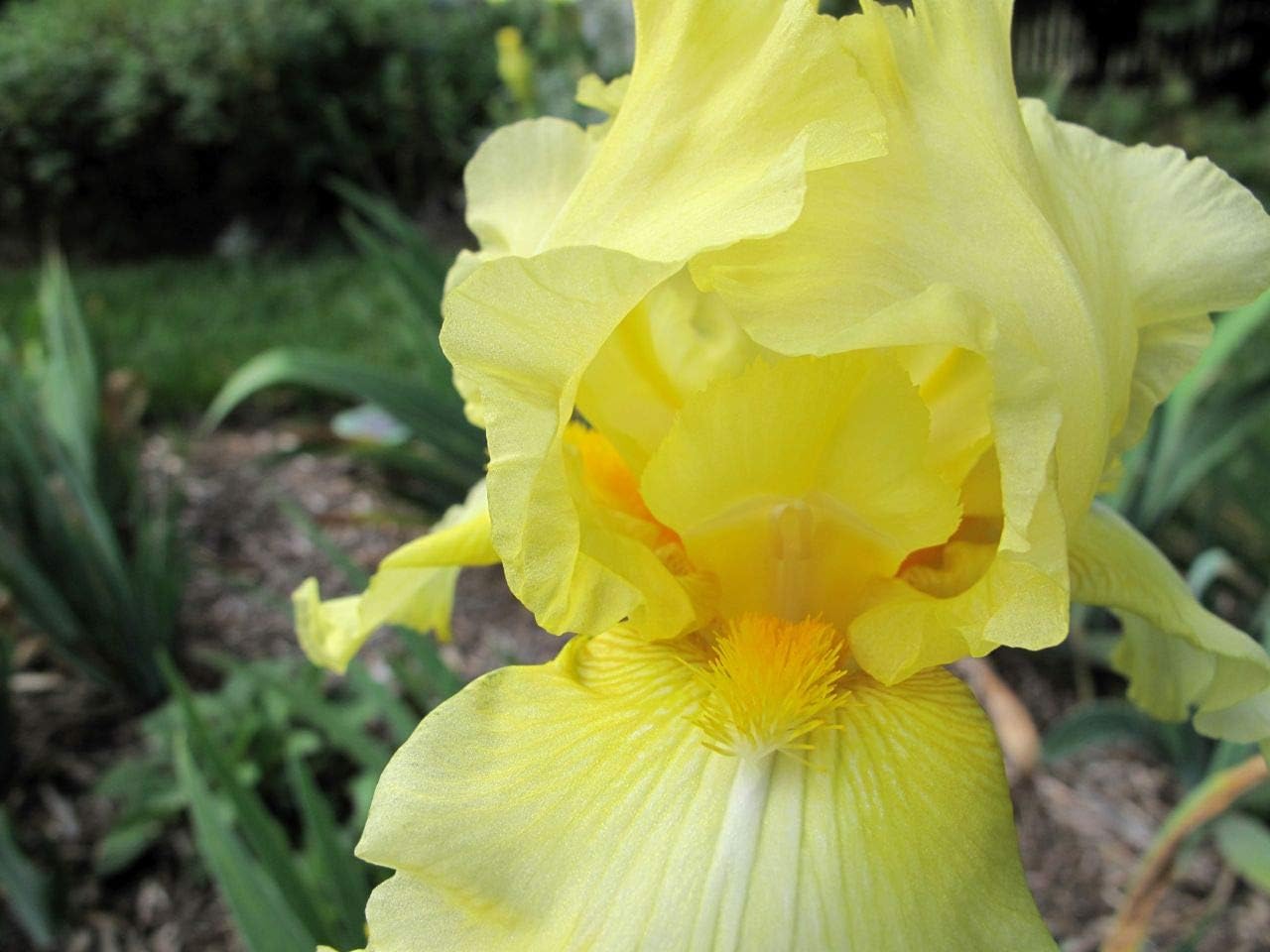 Lotus Land Bearded Iris Flower Bulb - Attracts Butterflies and Hummingbirds - Deer Resistant - Good as Cut Flowers - Naturalizing - Perennializing