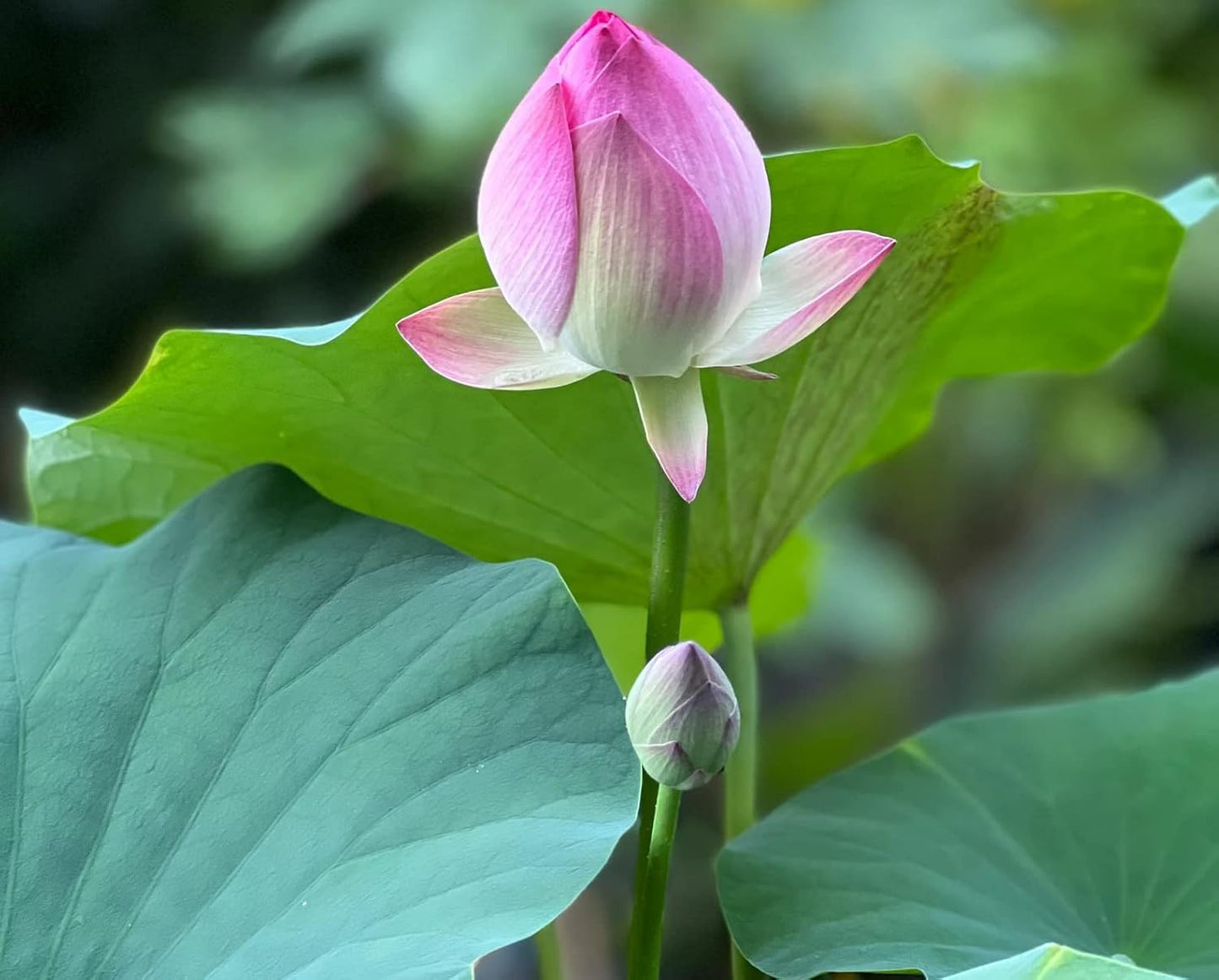 12Pcs Mixed Color Open Mouth Bowl Lotus Seeds - Stunning Water Plants for Indoor and Outdoor Bowls, Ponds, and Gardens