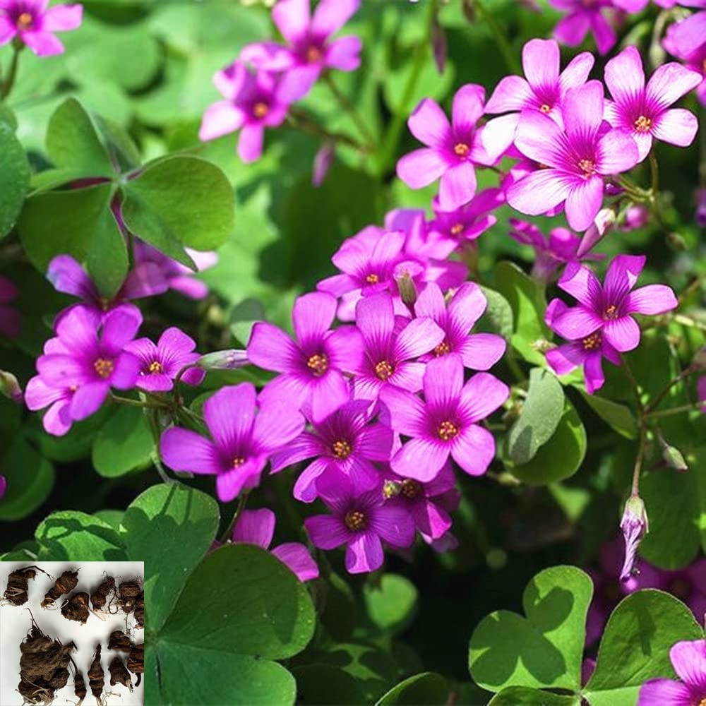 Seedsplant A028 Oxalis Bulbs Wood Sorrel Shamrock Perennial Growing Bonsai Roots Rhizomes Corms Tubers Potted Planting Reblooming Fragrant Garden Species Blooms Flower Seeds Plant Gardening