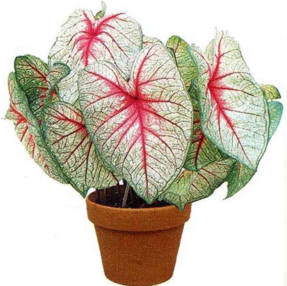 White Queen Caladium Bulb - Fancy Leaf Caladium - 1 Caladium Root