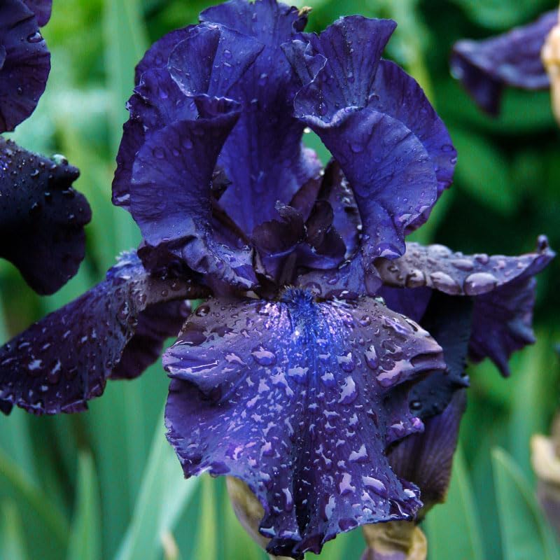 Lotus Land Bearded Iris Flower Bulb - Attracts Butterflies and Hummingbirds - Deer Resistant - Good as Cut Flowers - Naturalizing - Perennializing