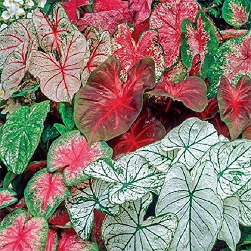 Caladium Garden Mix, (6 Bulbs) Thrives in Heat and Humidity