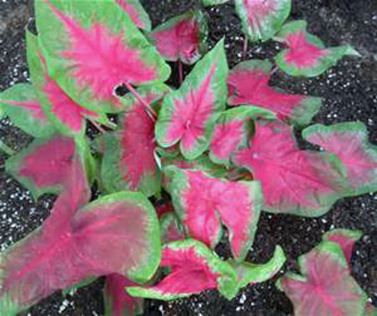Caladium, Bulb, Pink, Pack of 5 Easy to Grow, Colorful Mix, HOSTA Bulbs Size 4-7cm