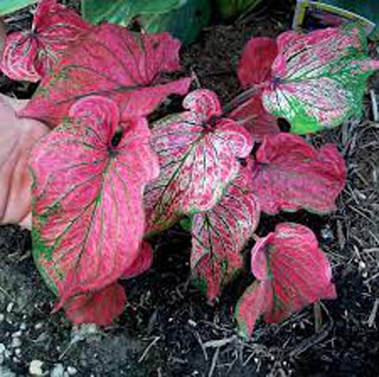 Pink Symphony Caladium Bulb - Fancy Leaf Caladium Large Bulbs Wholesale 2 Bulbs