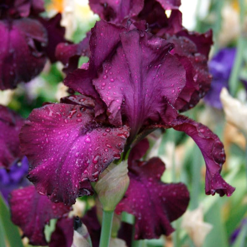 Lotus Land Bearded Iris Flower Bulb - Attracts Butterflies and Hummingbirds - Deer Resistant - Good as Cut Flowers - Naturalizing - Perennializing