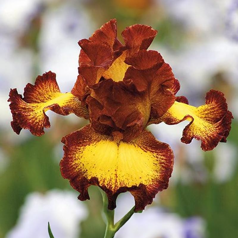 Lotus Land Bearded Iris Flower Bulb - Attracts Butterflies and Hummingbirds - Deer Resistant - Good as Cut Flowers - Naturalizing - Perennializing