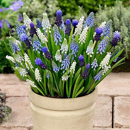 Woodland Grape Hyacinth Bulbs Blooms Species Growing Bonsai Roots Rhizomes Corms Tubers Potted Planting Reblooming Fragrant Garden Flower Seeds Plant Gardening