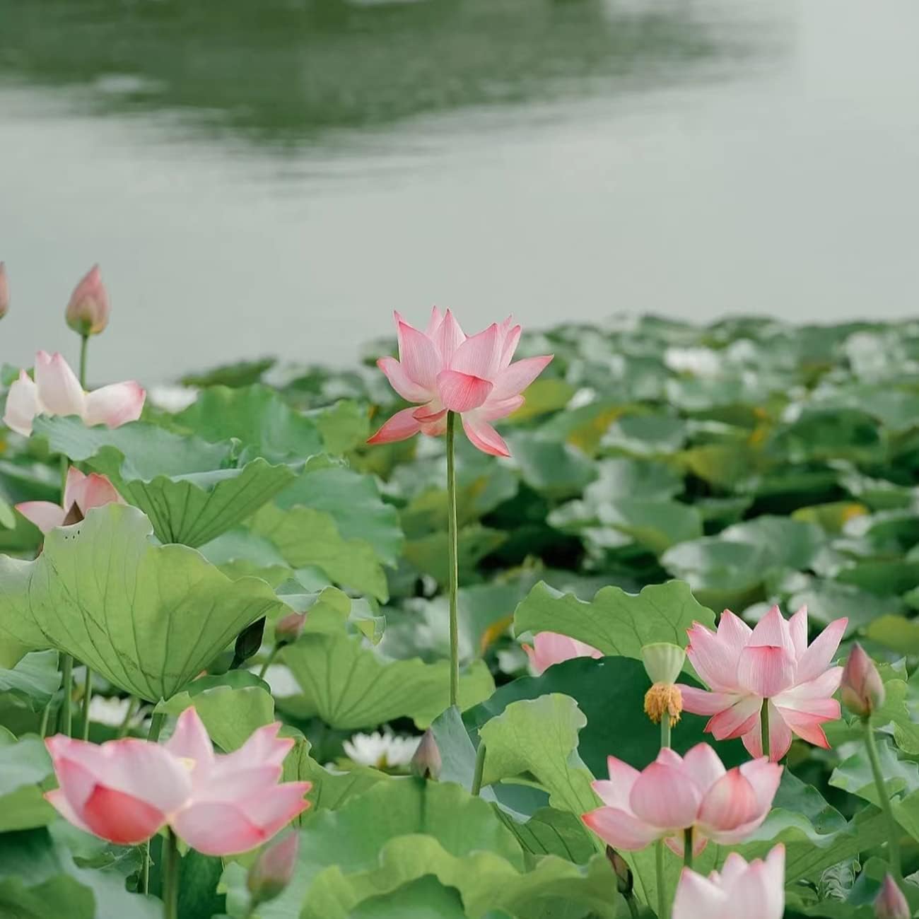 30+ Pcs Bonsai Bowl Lotus Seeds, Water Lily Flower Plant Seed Flowering Aquatic Fresh Garden Seeds for Pond Home Planting Ornamental(Mixed Color)