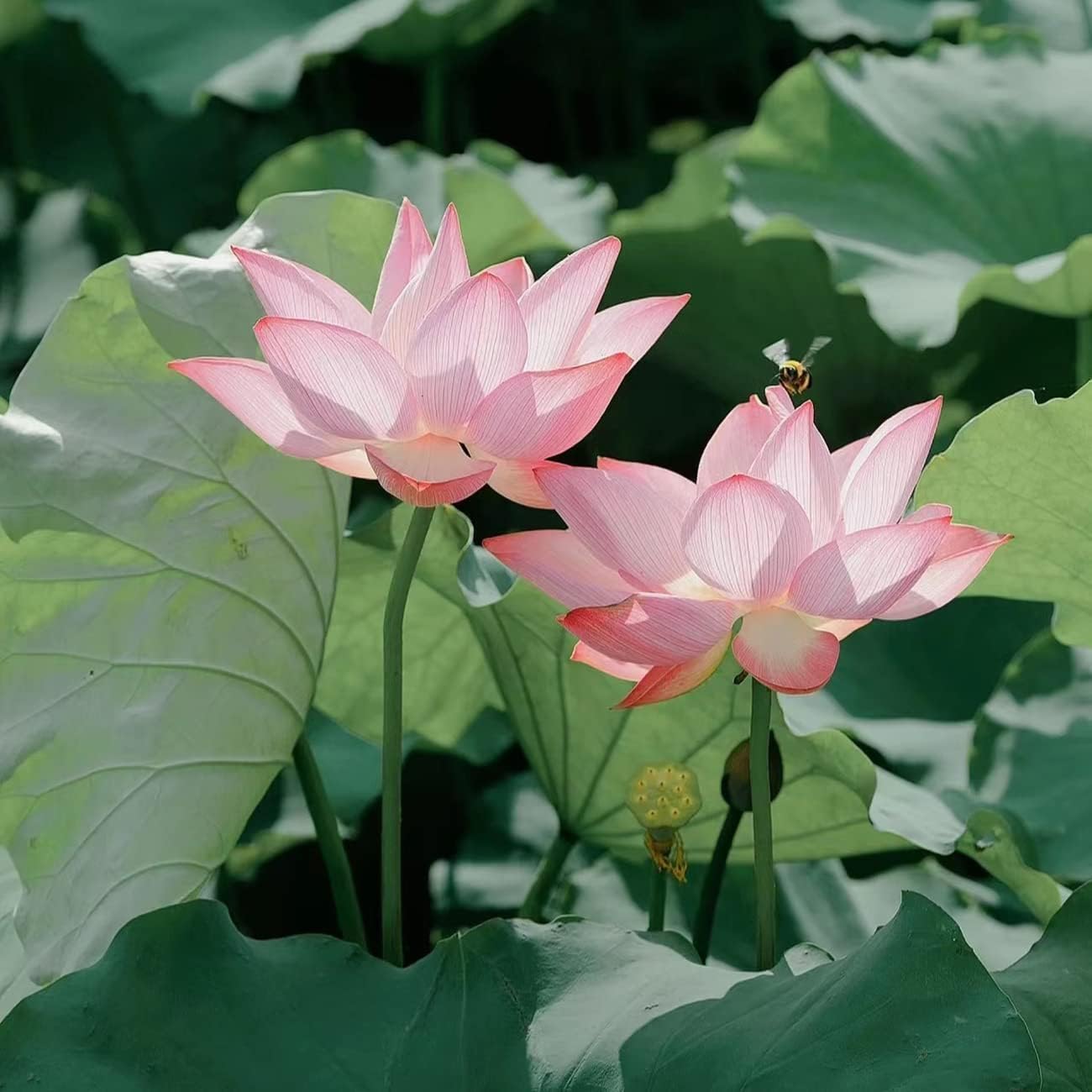 35+ Mixed Bowl Lotus Seeds - Water Lily Flower Plant Seed Non-GMO Home Garden Plant Seeds Aquatic Fresh Garden Seeds for Home