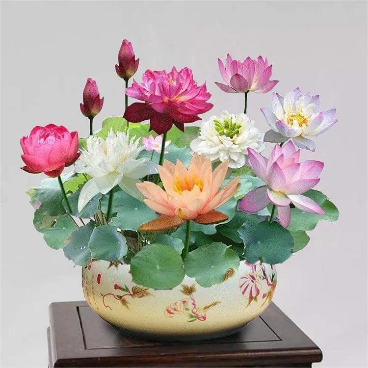 lotus flower and seeds 10PCS Bonsai Lotus Seeds for Planting