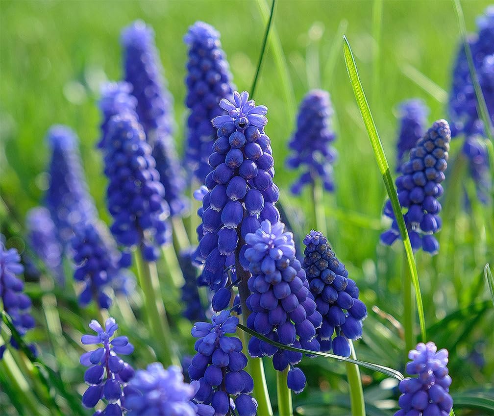 50 Grape Hyacinth - Muscari Armeniacum - Large Bulbs Spring Bloom