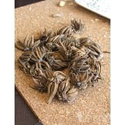 RANUNCULUS MIXED COLOR SHADES Ranunculus Cream Blend Corms Bulbs Growing Bonsai Roots Rhizomes Tubers Potted Planting Reblooming Fragrant Garden Species Blooms Flower Seeds Plant Gardening