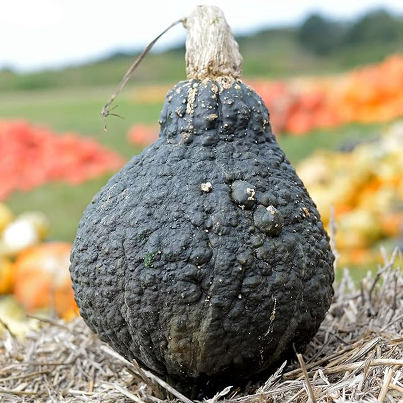 Squash Seeds - Winter - Hubbard Chicago Warted Cucurbita Maxima - Farm & Garden Vegetable Seeds - Non-GMO, Open Pollinated, Annual