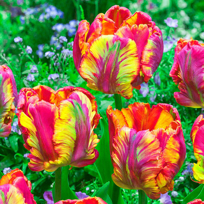 Rainbow Parrot Tulip Bulbs Blooms Species Growing Bonsai Roots Rhizomes Corms Tubers Potted Planting Reblooming Fragrant Garden Flower Seeds Plant