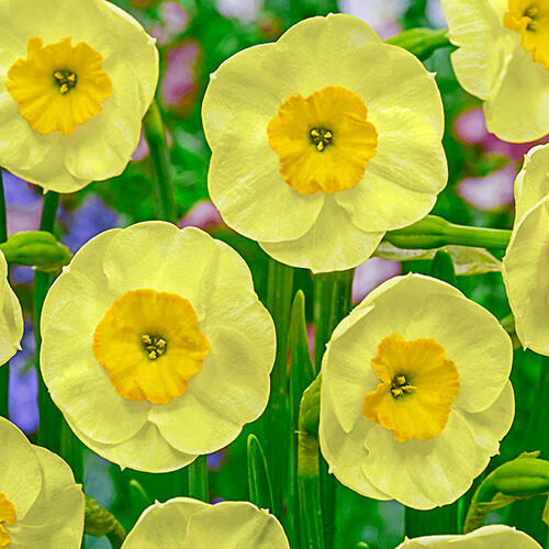 Sun Disc Daffodil Narcissus Bulbs Blooms Species Growing Bonsai Roots Rhizomes Corms Tubers Potted Planting Reblooming Fragrant Garden Flower Seeds Plant