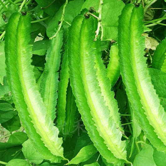 Big And Wide Green special Beans Seeds - Non Gmo - Heirloom Seeds