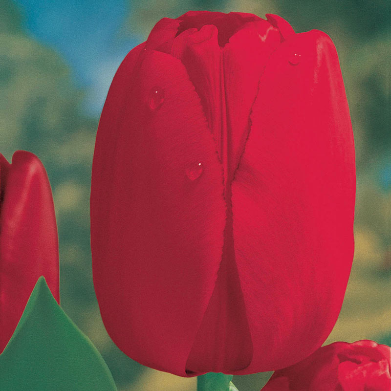 Red Dynasty™ Tulip Bulbs Blooms Species Growing Bonsai Roots Rhizomes Corms Tubers Potted Planting Reblooming Fragrant Garden Flower Seeds Plant